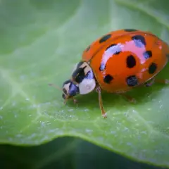En orangefärgad, invasiv nyckelpiga med svarta prickar kryper på ett grönt blad.