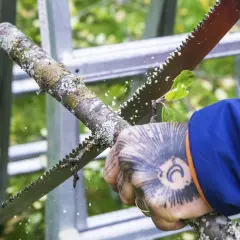 Person med tatuering på handen beskär björk på höjden med en grensåg. Träflisor flyger.