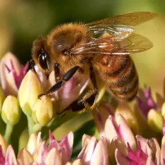 En bi med gadd sitter på en blomma.