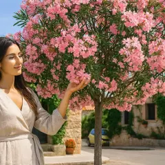 Kvinna vid ett träd med rosa blommor, en vacker nerium oleander i full blom.