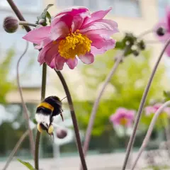 En humla flyger mot en rosa blomma, redo att samla nektar. En vacker scen av mata humlor på våren.