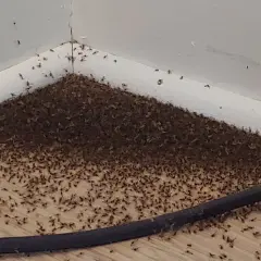Enorm mängd pyttesmå flugor samlas i ett hörn på golvet, längs en vit golvlist.