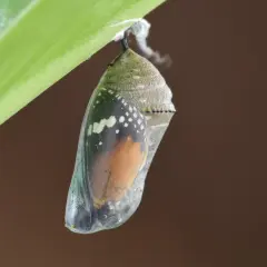 A monarch butterfly chrysalis hangs from a green leaf, showing orange wings and black and white markings.