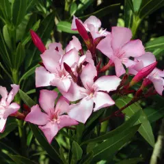 Vackra, men giftiga, rosa oleanderblommor med mörkgröna blad. Var försiktig, oleander är giftig.