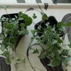 Två små plantor med silverfärgade blad, som en silver falls, står på en bricka med abstrakt mönster.