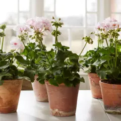 Flera krukor med ljusrosa doftpelargon sorter står på ett vitt bord. Blommorna är i full blom med gröna blad.