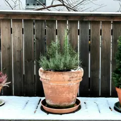 Tre krukor med växter, en rosmarin, en ljung och en liten gran, står på ett snötäckt bord framför ett trästaket. De visar att det går att ha vinterplantering i kruka ute.