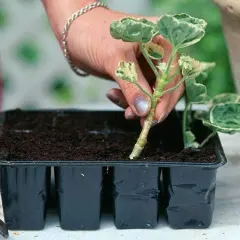 En hand planterar en stickling av Saxifraga stolonifera i en såbrätte fylld med jord.