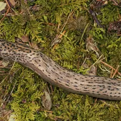 En stor leopard snigel med mörka fläckar slingrar sig över grön mossa och barr.