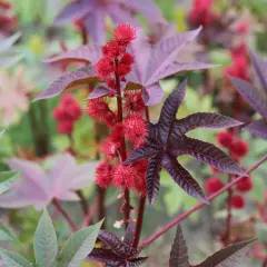 Röda, taggiga frökapslar och stora, handflikiga blad på en ricinus communis-växt.