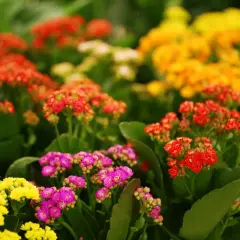En blomstrande äng av kalanchoe blossfeldiana i gult, rosa och rött.