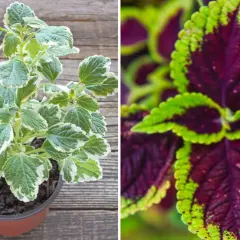 Två sorters palettblad: en i kruka med gröna och vita blad, och en närbild på mörklila blad med limegröna kanter.