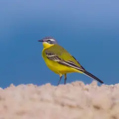 En gul fågel med grå hjässa och svarta vingar står på en sandig yta mot en blå bakgrund.