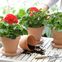 Röda pelargoner i terrakottakrukor på ett vitt bord. En kruka har vält och jord har spillts ut. En person i bakgrunden sköter om blommorna. Perfekt för utomhusbruk när temperaturen är rätt.