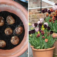 Lökarna ligger redo att planteras i en kruka, för att sedan blomma som en vacker tulpan i kruka.