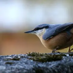 En nötväcka, en av Sveriges mesfåglar, sitter på en mossig sten vid en fågelmatare.