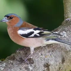 En fink med en **liten fågel orange mage** sitter på en gren.