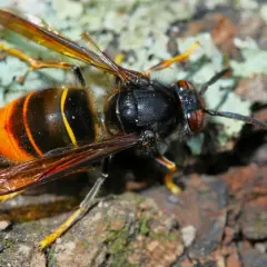 En närbild av en asiatisk bålgeting med sina karakteristiska orange och svarta ränder, sittande på bark.