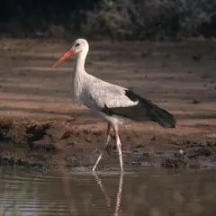 En vit stork med röd näbb står i grunt vatten. En vacker stork i Sverige, redo att fiska.