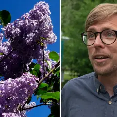 En man med glasögon pratar framför en blå flagga. Till vänster syns en syrenbuske med lila blommor, en vacker men invasiv art.