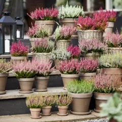 Vackra ljungplantor i krukor i olika nyanser av rosa, lila och vitt. Perfekt för att plantera ljung och skapa höststämning.