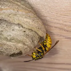 En geting bygger på sitt bo. Getingar är viktiga för att pollinera, även om de inte är lika kända som bin.