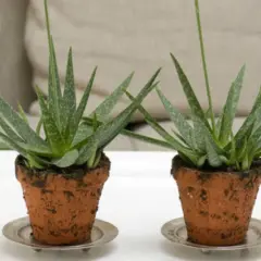 Två små aloe vera plantor i terrakottakrukor. En lång, tunn stjälk sticker upp från varje planta, kanske en kommande aloe vera blomma.