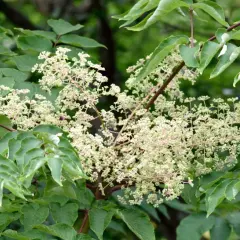 Gröna blad omger en klase av små, ljusa blommor. Aralia blomman visar sin skönhet i sommarsolen.