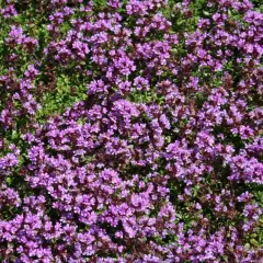 En matta av blommande backtimjan med små lila blommor och gröna blad.