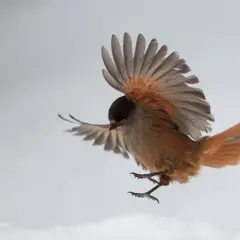 En brunfärgad fågel med orange inslag i vingarna och stjärten, som en tropisk fågel, svävar i luften mot en grå bakgrund.