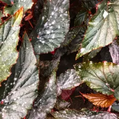 Närbild på begoniablad med mönster av vitt på bladen. Bladen är mörkgröna med röda kanter och små prickar.