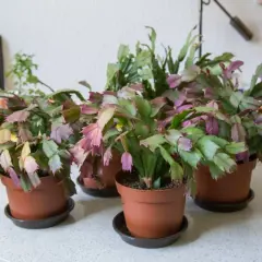 Flera novemberkaktusar i krukor, redo för omplantering. De har gröna och lila blad.