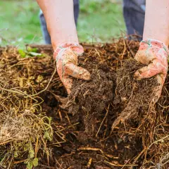 Händer i trädgårdshandskar som håller kompostjord. Kanske en koltrast hona letar efter mat här.