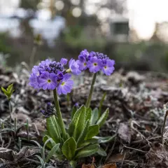 Två lila primula sorter blommar i trädgården bland vissna löv och grågröna blad.