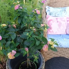 En vacker eldkrona på stam med rosa och gula blommor, bredvid en korgstol med kuddar.