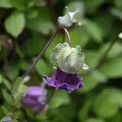 En lila klockranka i kruka hänger ner med sina klockformade blommor mot en bakgrund av gröna blad.