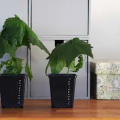 Två klockmalva sticklingar i svarta krukor, märkta "Klockmalva", står på ett träbord bredvid en blommig förvaringslåda.