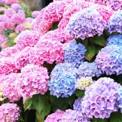 En frodig trädgård fylld med rosa och blå hortensia utomhus. Blommorna bildar ett hav av färg.