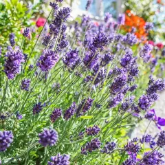 Vacker lavendel blommar frodigt, ett bevis på att det går att odla i sand.