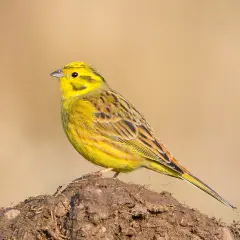 En gul svart fågel sitter på en jordhög.