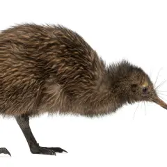 En brun, fluffig kiwi fågel med lång näbb böjer sig framåt.