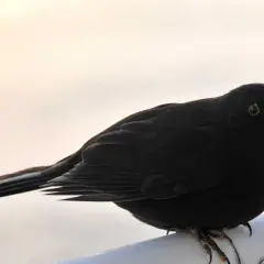 En koltrast, en vacker flyttfågel, sitter på en vit yta med en ljus bakgrund.