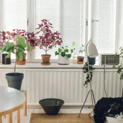 Fönsterbrädan fylls av grönska, med en Hoya carnosa som en av många växter.