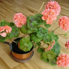 En kruka med vackra, rosa pelargoner som väntar på att klippa.