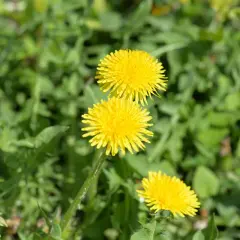 Gula maskrosor i grönskan. Visste du att maskros nyttigt kan vara?