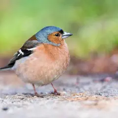 En skadad fågel, en fink, sitter på marken. Den har blågrått huvud, orange bröst och svarta vingband.