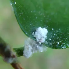 Vita, bomullsliknande beläggningar på en grön växtstam och blad indikerar skadedjur. Dags att bli av med trips och andra ohyra!