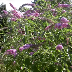 En buske med lila blomklasar, en vacker men invasiv buddleja.