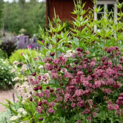 En blomsterträdgård med lila astrantia i förgrunden. Bakom syns ett rött hus och andra blommor, men bin verkar föredra andra sorter.
