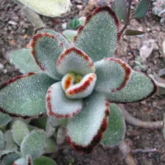 En fluffig kalanchoe utomhus med sammetslena blad och röda kanter.